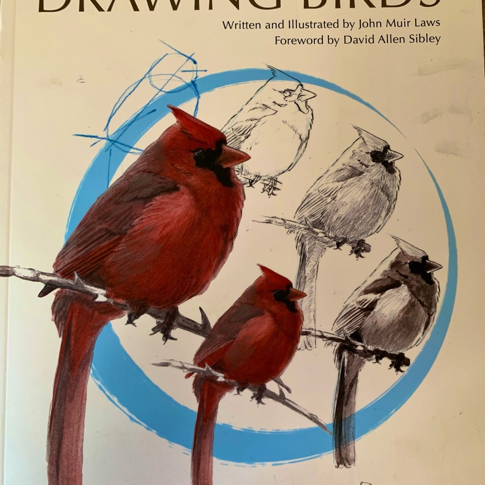 Cardinal Bird Illustration Art Print — Red Cardinal Drawing